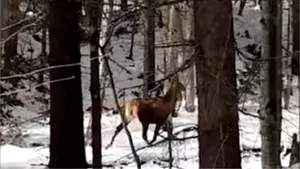 VIDEO Comportamentul cerbilor, primăvara. Imagini surprinse într-o pădure din Mureş