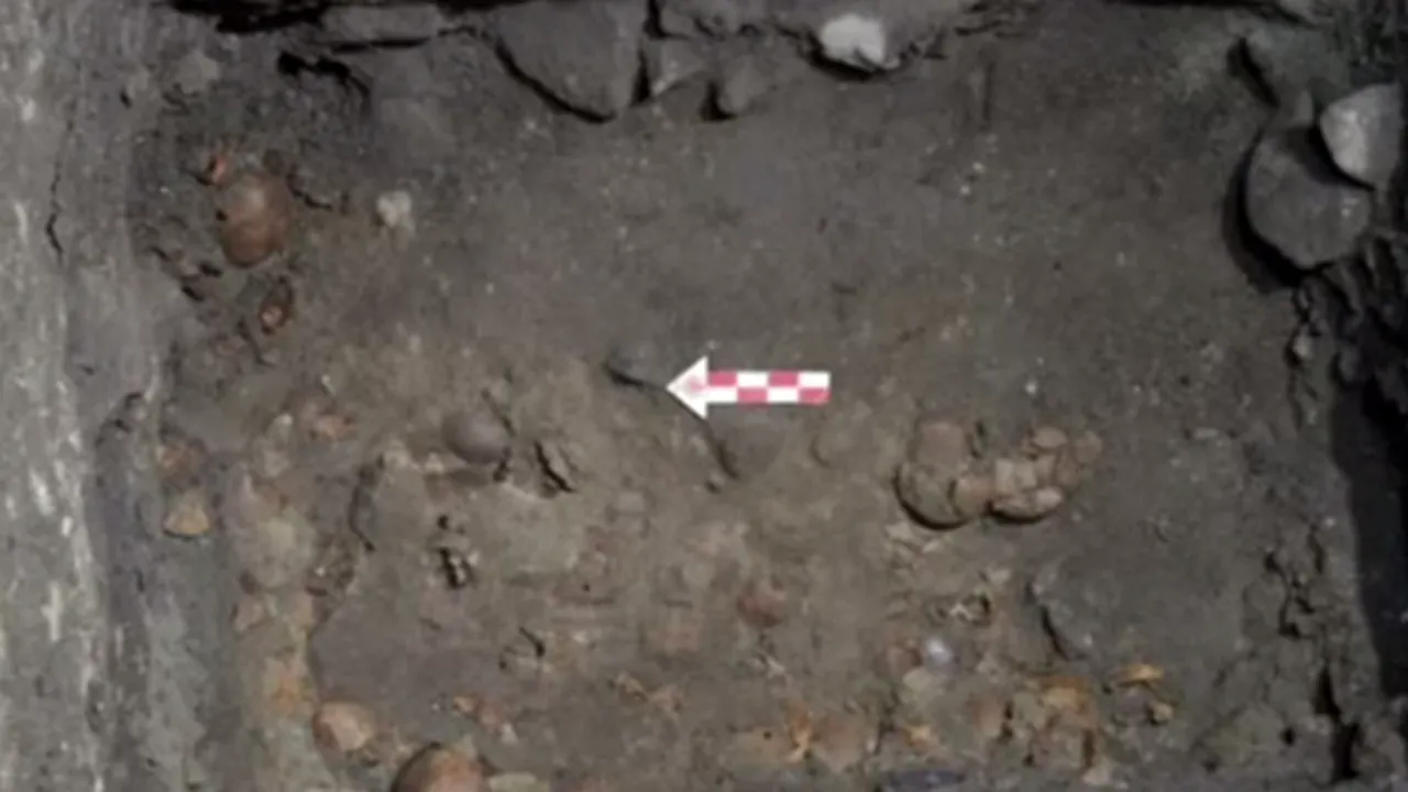 Anchetă la Arad, unde OASE UMANE, inclusiv cranii, au fost descoperite într-o gospodărie 