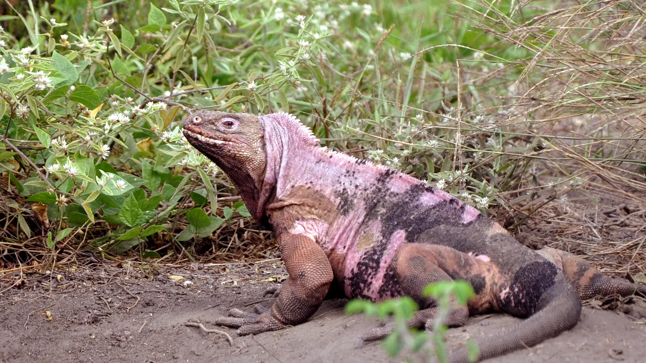 Pui de iguane roz au fost văzuţi pentru prima dată în Insulele Galapagos