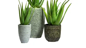 Criza generată de COVID-19 a închis o afacere bazată pe plante de aloe vera. Deşi 90% dintre clienţi comandau în pandemie, oferta nu a putut suplini cererea