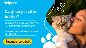 Gata cu grija animalelor de companie în vacanță: Helperz.ro lansează noul serviciu de Petsitting