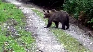 Turistul al cărui cadavru a fost găsit în timp ce era cărat de un urs nu a fost ucis de animal