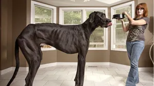 Zeus, cel mai înalt câine din lume, a murit