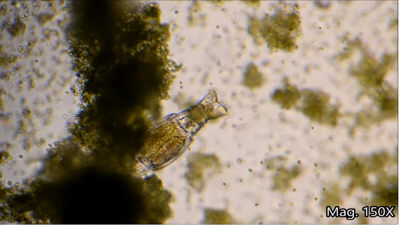 Organismele care trăiesc la nesfârşit. Cercetătorii au descoperit un animal microscopic care a supravieţuit 24.000 de ani îngheţat