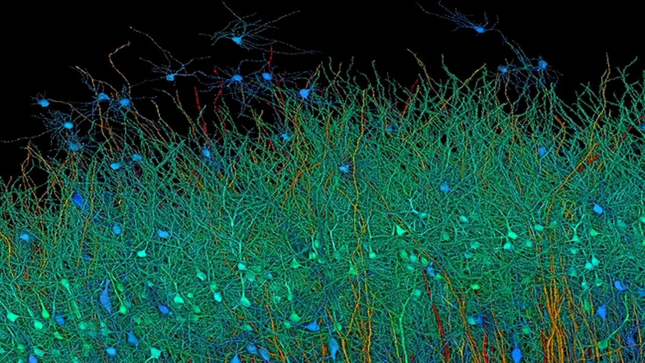 AI-ul Google cartografiază 1 milimetru cub de ţesut cerebral, echivalent cu 14.000 de filme 4K