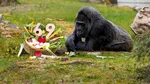 Fatou, cea mai bătrână gorilă din lume care trăiește în captivitate, sărbătorită la Grădina Zoologică din Berlin