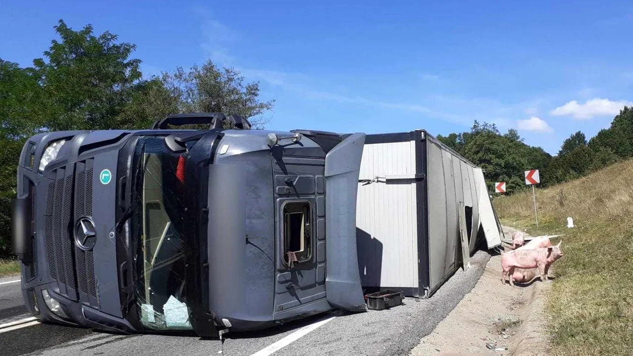 FOTO Un camion încărcat cu 100 de porci vii s-a răsturnat în Cluj