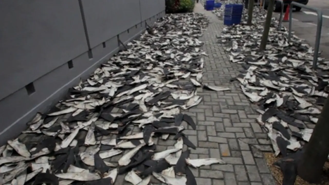 Supa de aripioară de rechin - industria ce cauzează în fiecare an moartea a 100 de milioane de animale - VIDEO