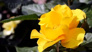 STUDIU: Un birou decorat cu plante îi face pe angajaţi mai fericiţi şi mai productivi