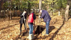 Zeci de tei plantaţi la Iaşi de către PSD, în ultima săptămână a campaniei electorale, după ce anul trecut primarul PSD a decis tăierea lor