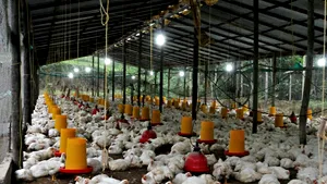Mâncăm de șase ori mai multă carne de pui decât bunicii noștri. Cifrele care îi îngrijorează pe experți