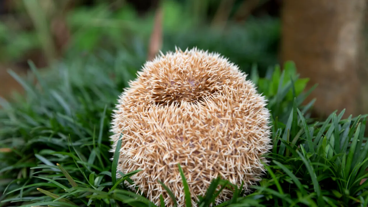 Animalul discret care îți curăță grădina de dăunători noaptea - și de ce ar trebui să-l protejezi