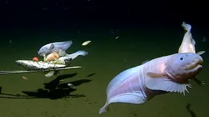 Record: un peşte a fost filmat înotând la adâncimea de peste 8.000 de metri