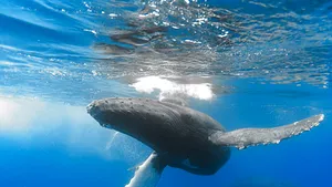 Balenele au hituri muzicale care se răspândesc în jurul lumii: Ascultă aici cântecul masculului de balenă cu cocoaşă