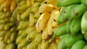Enset, super-alimentul împotriva foametei în lume. Poate hrăni până la 100 de milioane de oameni în viitor
