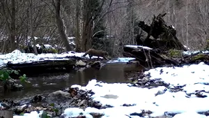 VIDEO Pisică sălbatică, surprinsă în Apuseni când se credea departe de ochii oamenilor