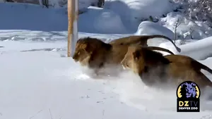 VIDEO Imagini virale cu leii din Denver Zoo în zăpadă
