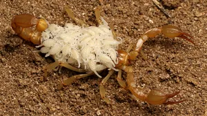 Un grup de adolescenţi din California a identificat două noi specii de scorpioni. Una dintre ele este în pericol de dispariţie