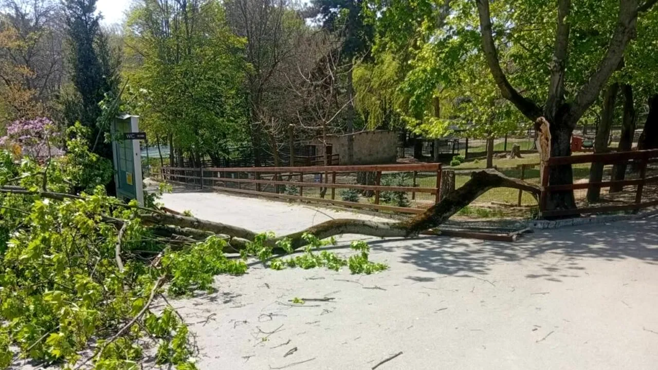 Vreme rea și în Republica Moldova. Un copac a căzut la Zoo Chișinău peste un copil de 6 ani