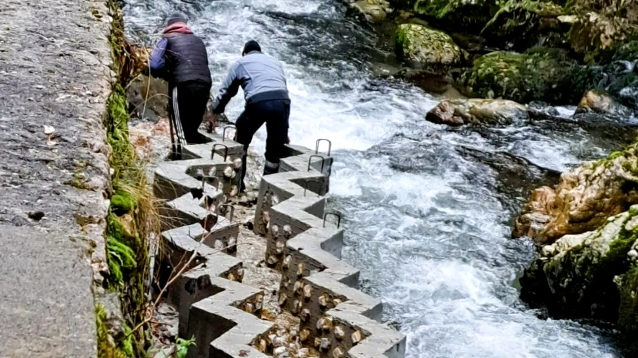 Scări pentru pești construite pe râul Bicaz pentru ca o specie protejată să se poată reproduce
