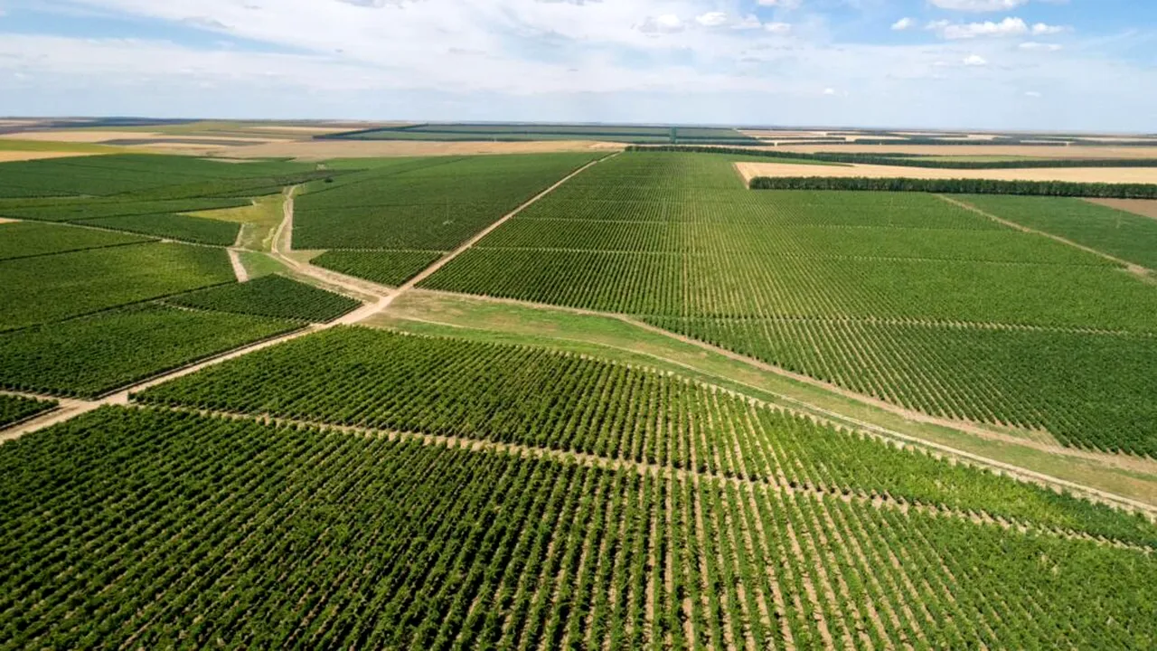 Producția de vin în România, între tradiție și inovație