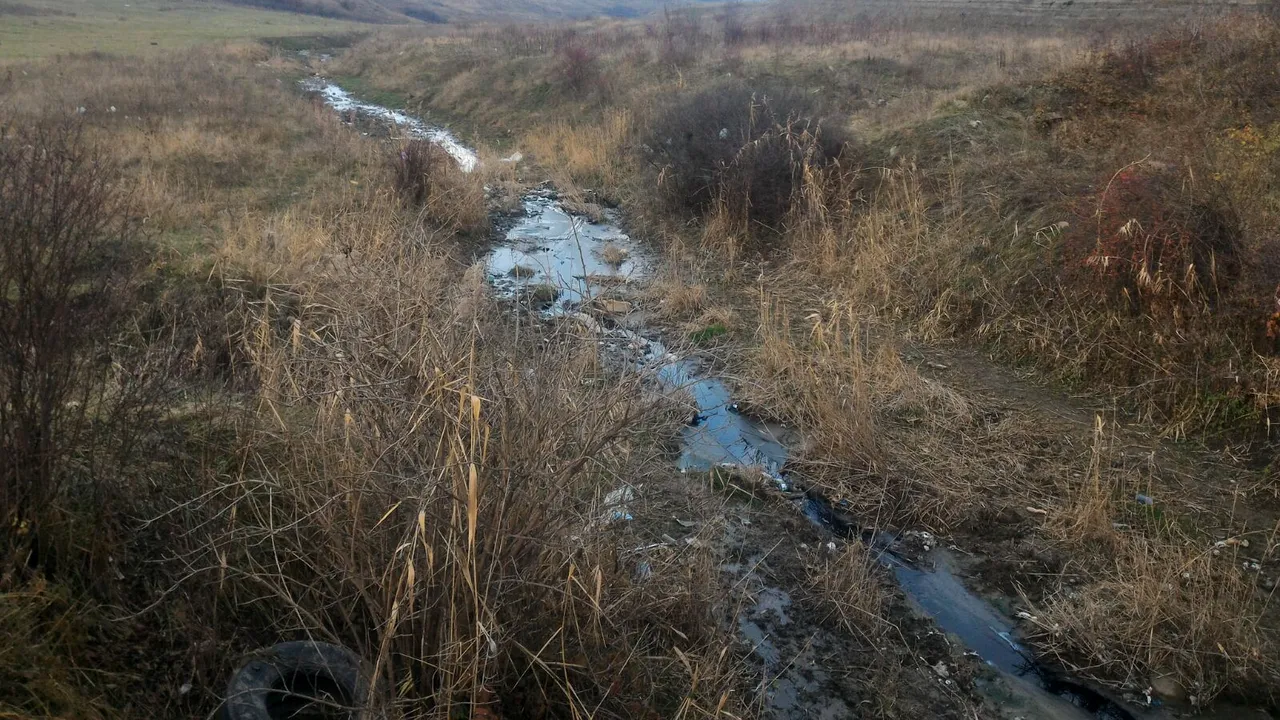 Poluare pe Someşul Mic: În aval de rampa de gunoi de la Pata Rât, bivolii fac baie în levigat | FOTO