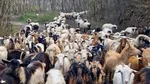 Oile și caprele dintr-un sat spaniol protejează pădurea și previn incendiile