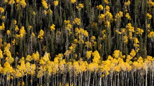 Cel mai mare organism de pe Pământ riscă să fie „mâncat de viu”