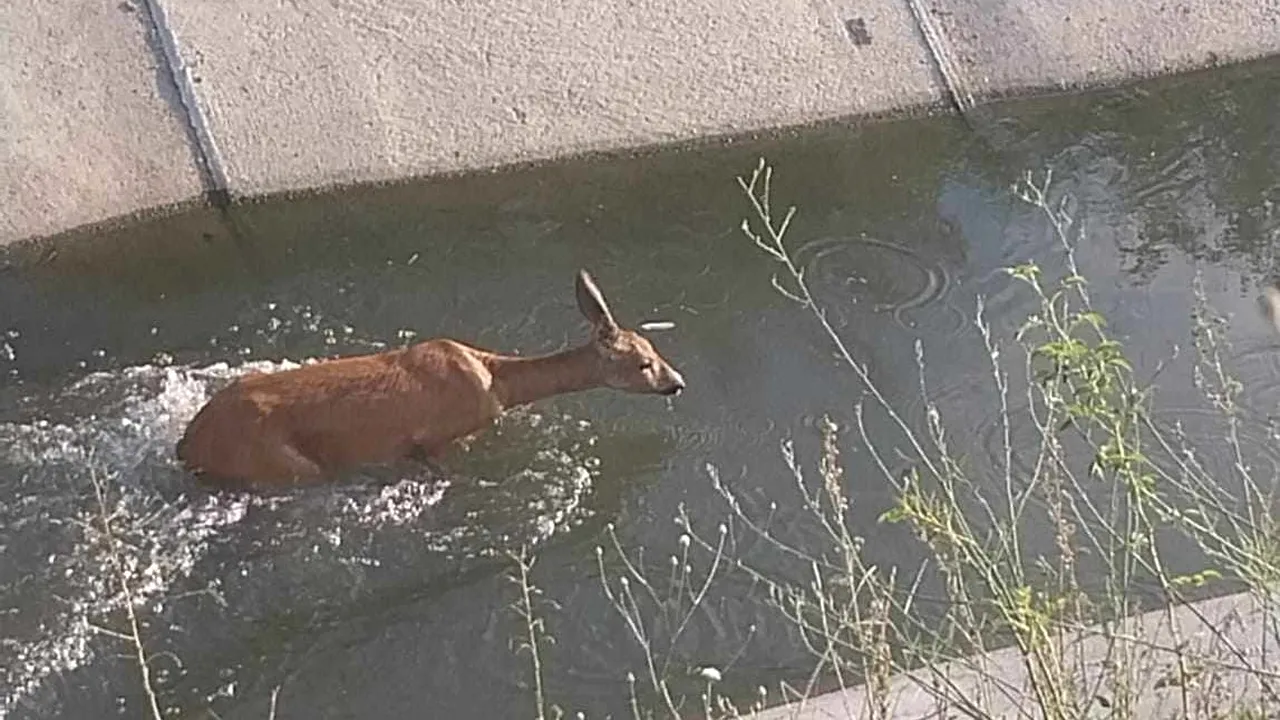 O căprioară căzută într-un canal de irigaţie a fost salvată de pompierii din Argeş