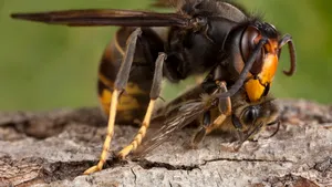 Viespile ucigaşe din Asia, mari cât o cutie de chibrituri, au ajuns şi în Statele Unite. Înţepătura lor este mortală pentru oameni