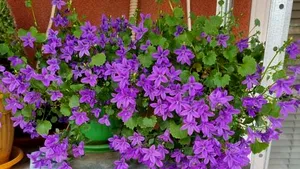 Cum te ajută plantele de interior să fii sănătos? Ce flori au românii în case Galerie FOTO