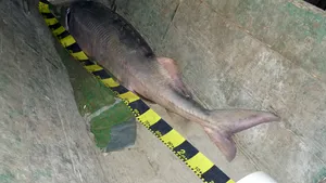 Morun viu de 93 de kilograme, salvat din mâinile braconierilor