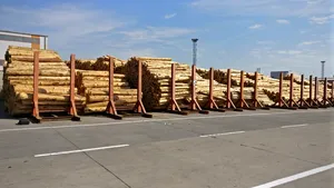 Percheziţii la sedii ale firmei Schweighofer Holzindustrie, într-un dosar privind afaceri ilegale cu lemn. Prejudiciul, estimat la 25 de milioane de euro / Reacţia Schweighofer Holzindustrie FOTO