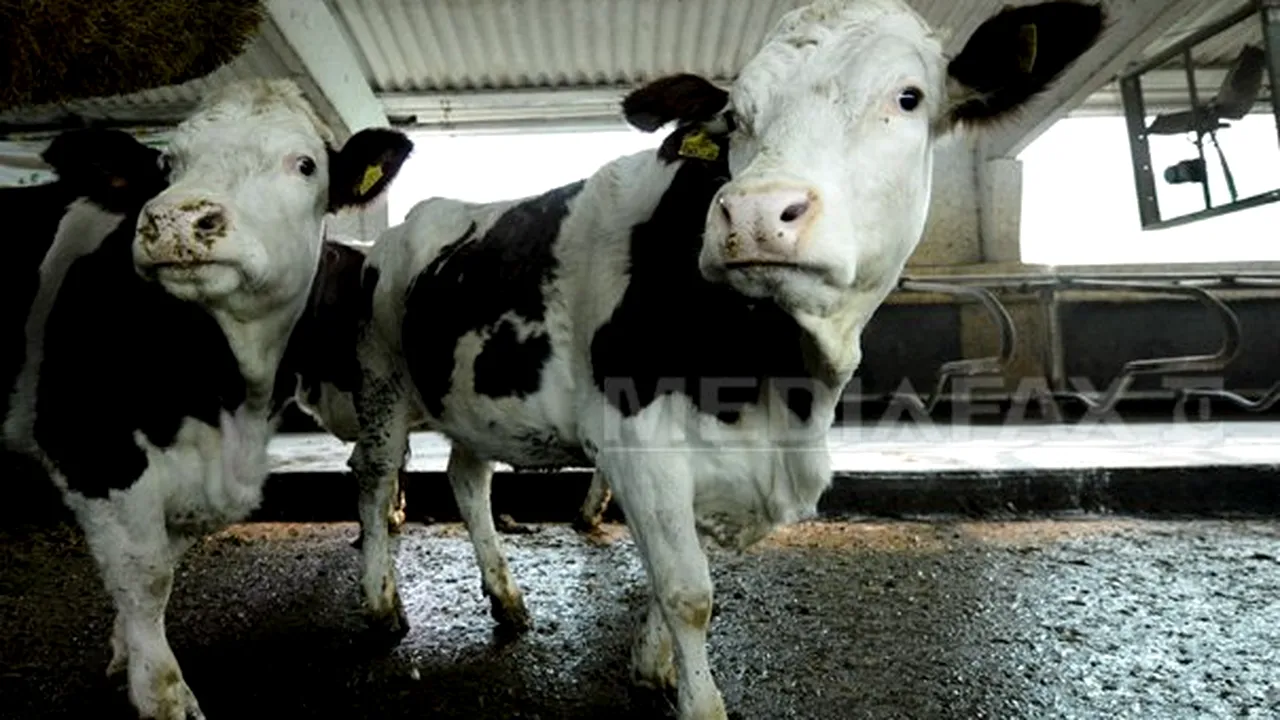 Ministrul Agriculturii: România va avea cea mai mare subvenţie pe cap de bovină din Uniunea Europeană