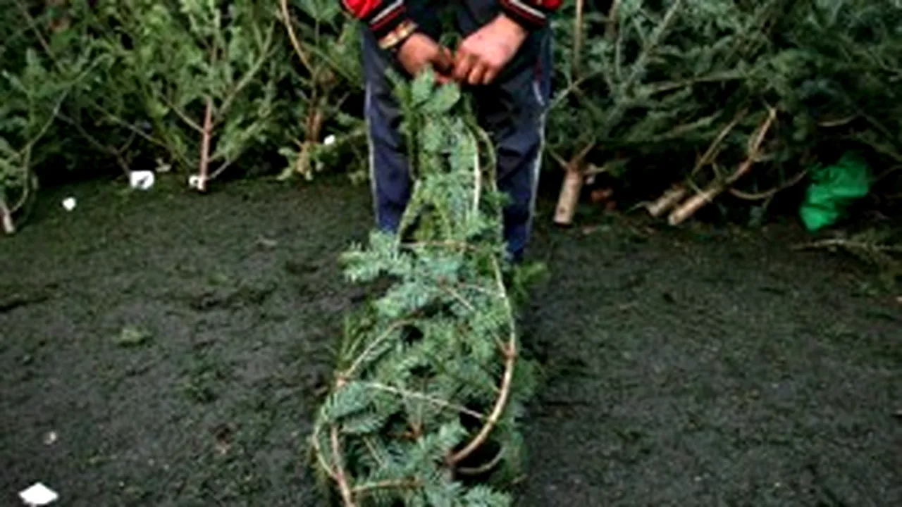 Romanian Forestry Auth To Cut Down Over 100,000 Christmas Tress This Year