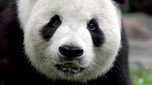 BBC a inclus o ursoaică panda pe lista femeilor importante din 2011 - FOTO