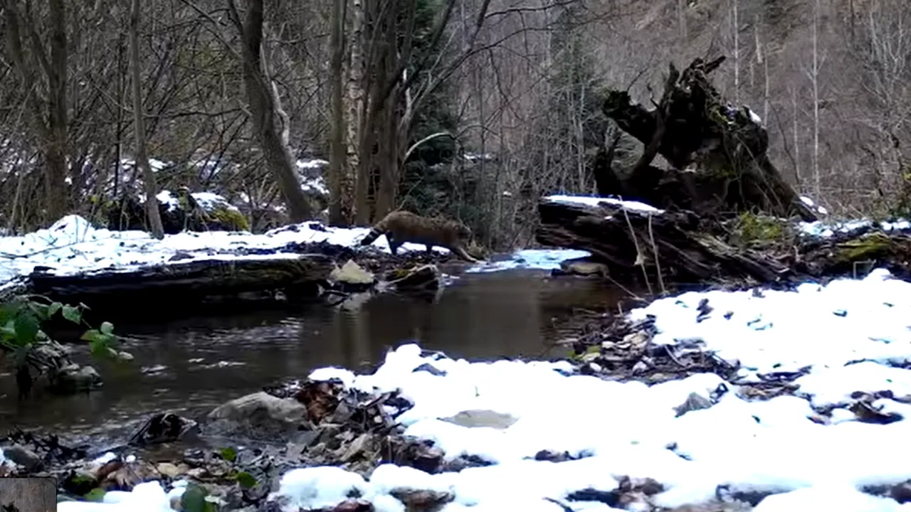 VIDEO Pisică sălbatică, surprinsă în Apuseni când se credea departe de ochii oamenilor