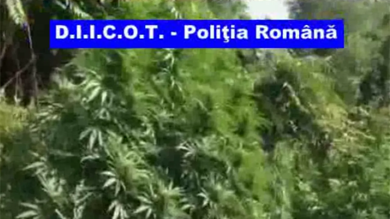 Trei traficanţi de droguri prinşi cu aproape 60 de kilograme de canabis, reţinuţi - VIDEO