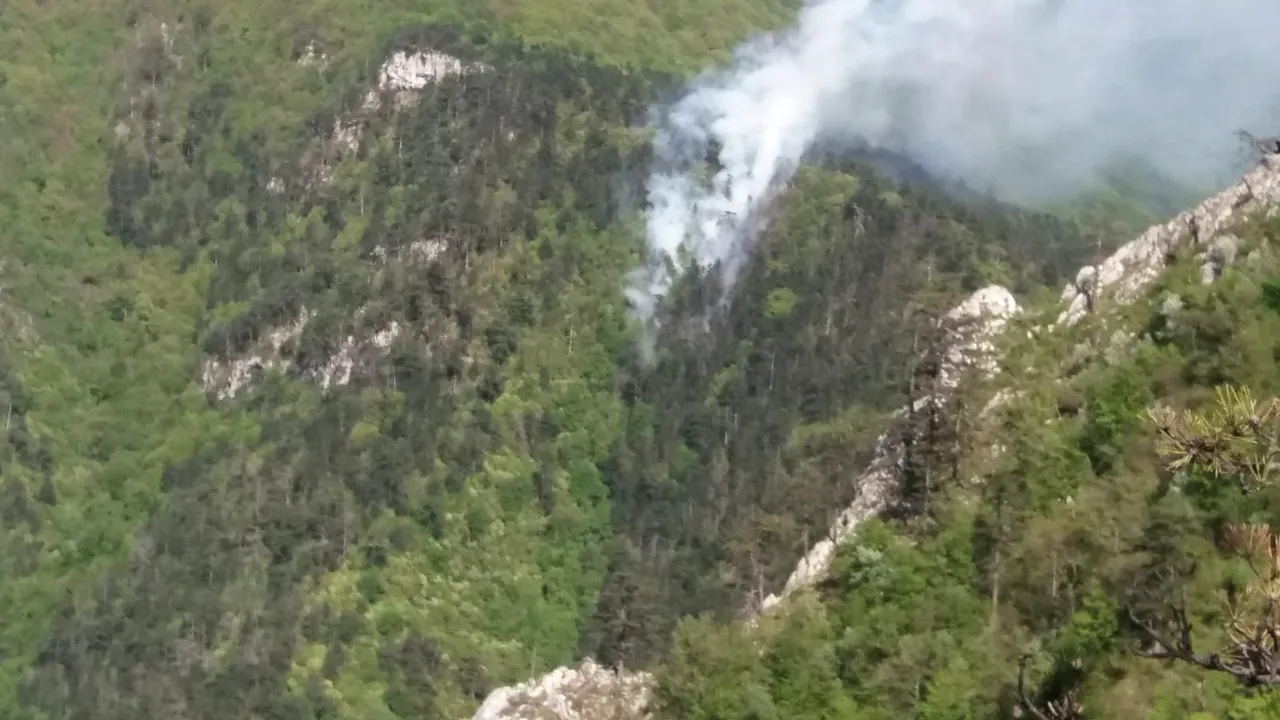 INCENDIU într-o pădure de pin din Parcul Naţional Domogled – Valea Cernei | FOTO