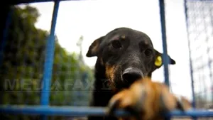 Romanian Lower House Committee Draws Up New Report On Stray Dog Bill