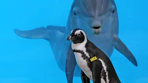 Un delfin şi mai mulţi pinguini, găsiţi într-o stare jalnică într-un acvariu părăsit din Japonia 