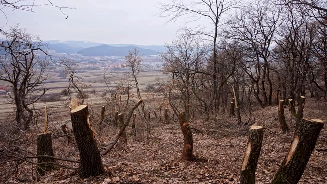 Un primar vrea să-i filmeze pe cei care taie pădurile: Jaful trebuie oprit
