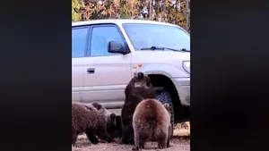 Trei pui de urs, surprinşi în timp ce „schimbă” roata unei maşini, în Harghita. Imaginile au ajuns virale pe Facebook