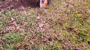 O vulpe care a rămas blocată într-o groapă din curtea unui colegiu, salvată de pompieri în Hunedoara