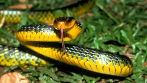 Schimbările climatice cresc riscul muşcăturilor mortale de şarpe în Africa, afirmă OMS