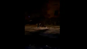 Un urs de dimensiuni mari, fugărit cu maşina pe străzile din Făgăraş