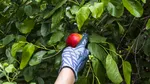 Lista fructelor și legumelor cu cele mai multe pesticide