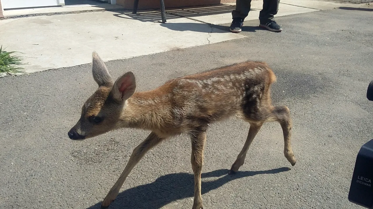 O căprioară, SALVATĂ dintr-un canal cu apă şi eliberată de vânători. Animalul ajunsese în zona de centru a unui oraş - FOTO