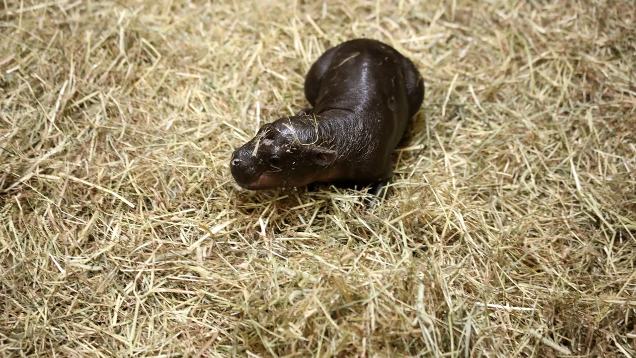 Hipopotam pigmeu „incredibil de rar” născut la grădina zoologică din Edinburgh