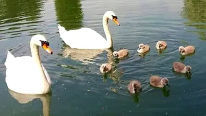 Oaspeţi neobişnuiţi în Clisura Dunării. Mai multe lebede îşi petrec iarna în golful de la Eşelniţa / Explicaţia specialiştilor